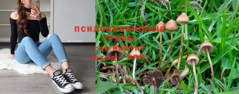 Галлюциногенные грибы MAGIC MUSHROOMS  Котовск 